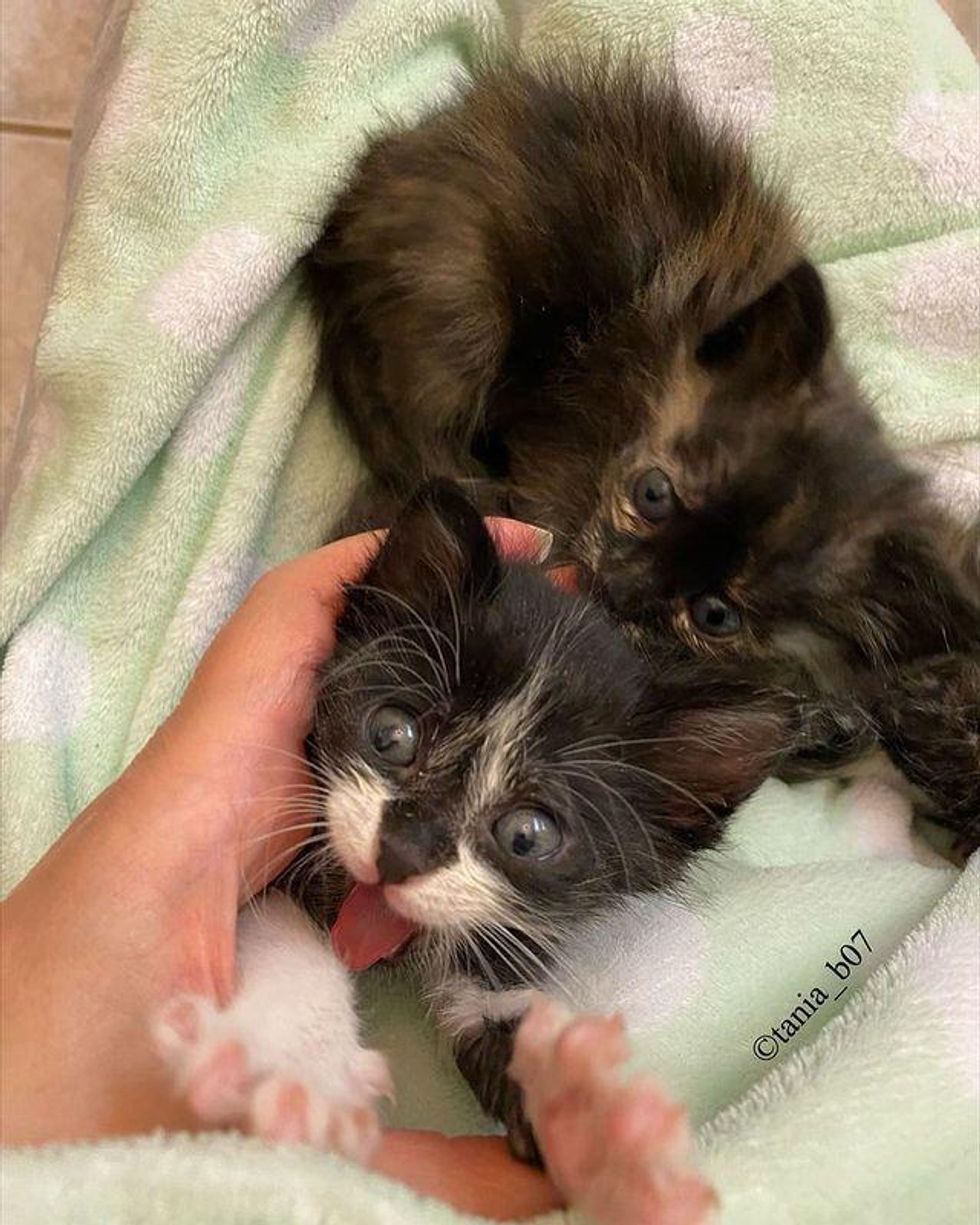 Kitten Crying Leads Family to Find Him and His Littermates in Bag and