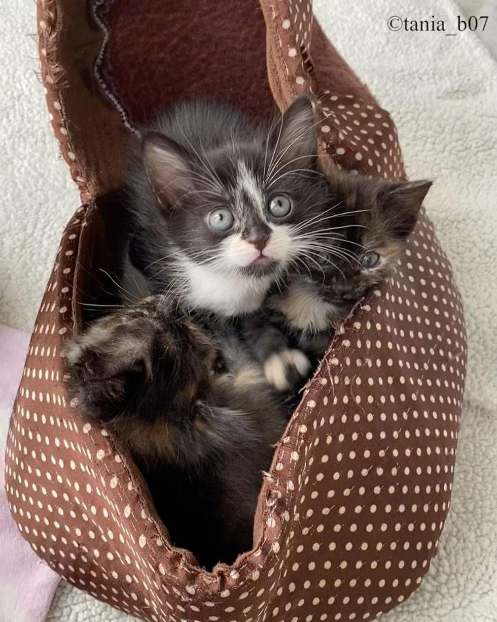 Kitten Crying Leads Family to Find Him and His Littermates in Bag and