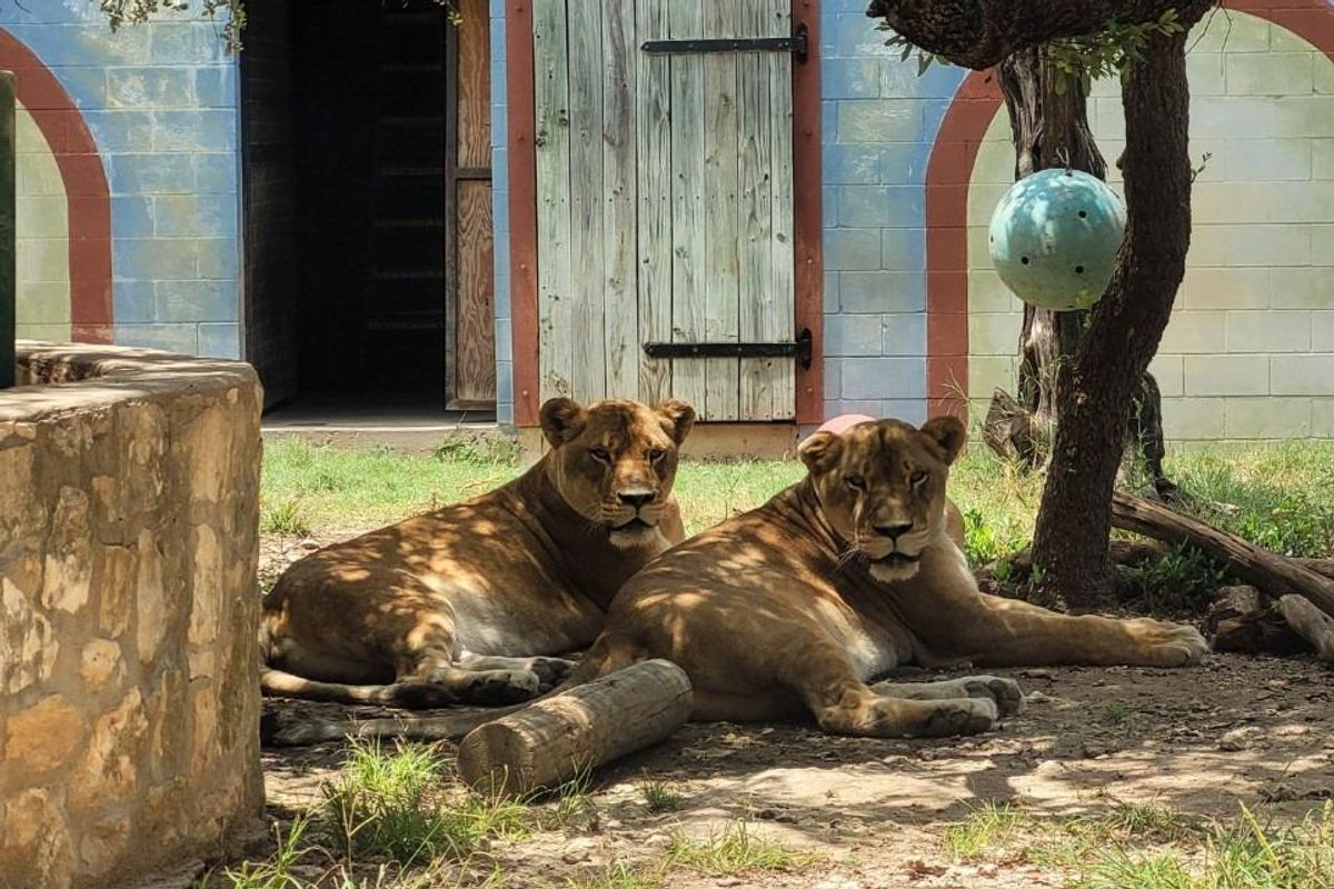 Poke the bear: Austin Zoo announces plans to vaccinate resident animals against COVID