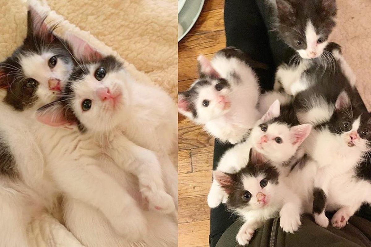 5 Kittens Found as Orphans Turn Out to Be Tenacious Lap Cats with So Much to Give