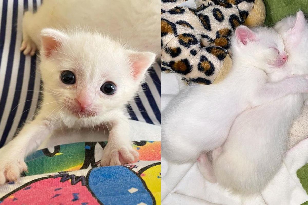 Cotton Kittens Gator Loki and Sylvie Melt Hearts with Their Big Eyes and Sweet Personalities