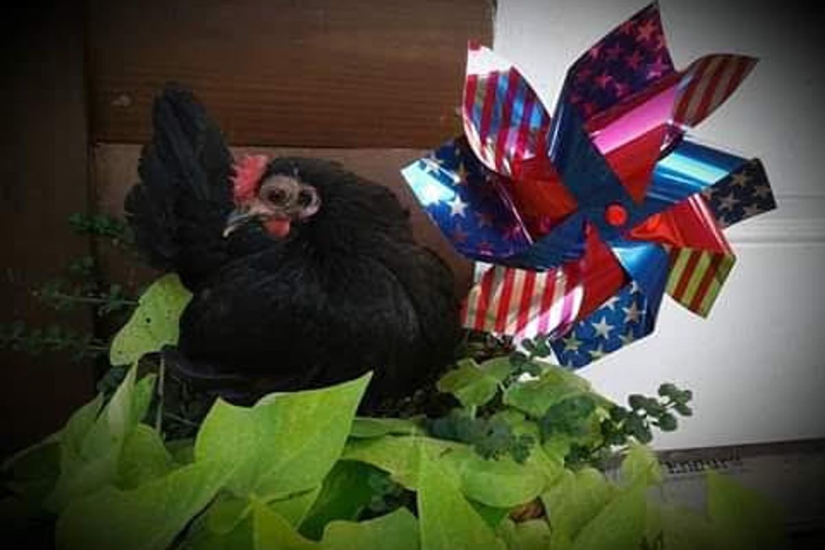 Wonkette's Weekly Top Ten Is Not A Chicken, You're A Turkey