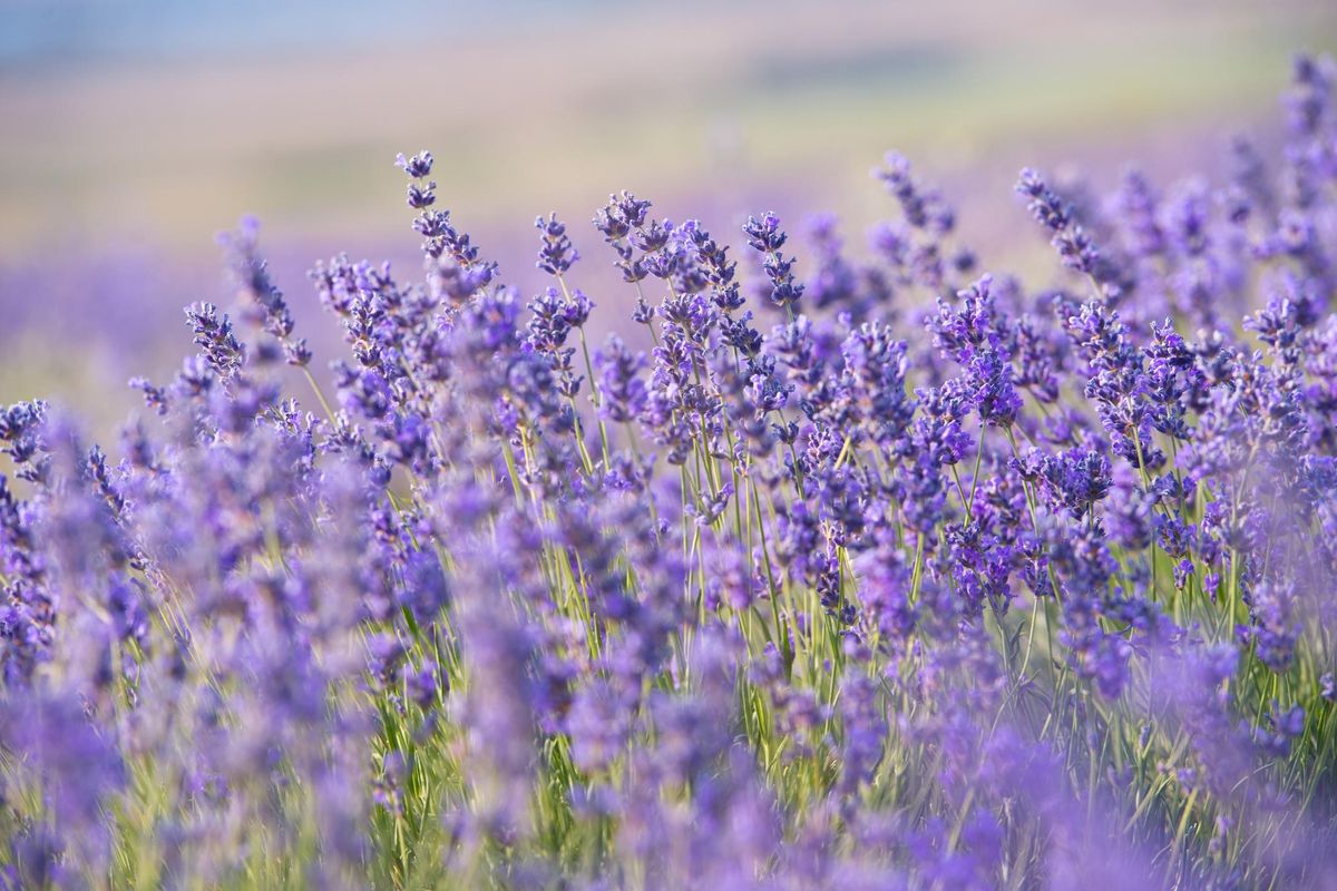 lavanda