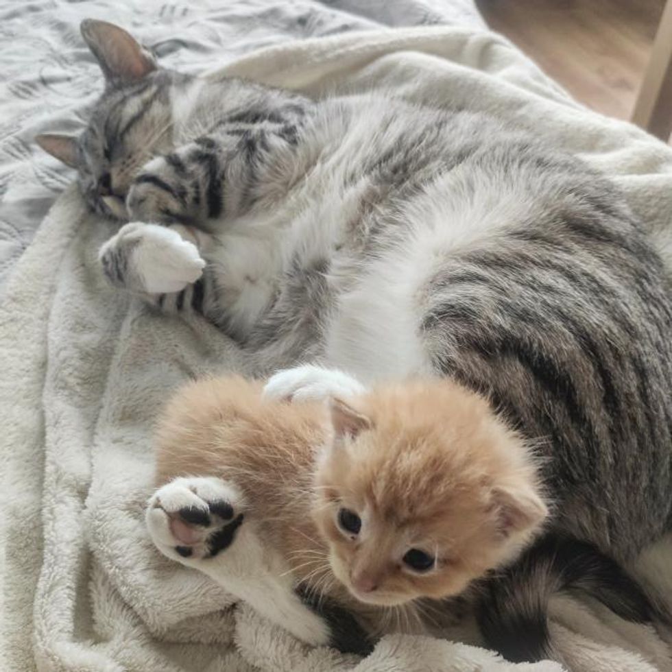 Kitten Cries His Way into the Arms of Affectionate Cat After He Was ...