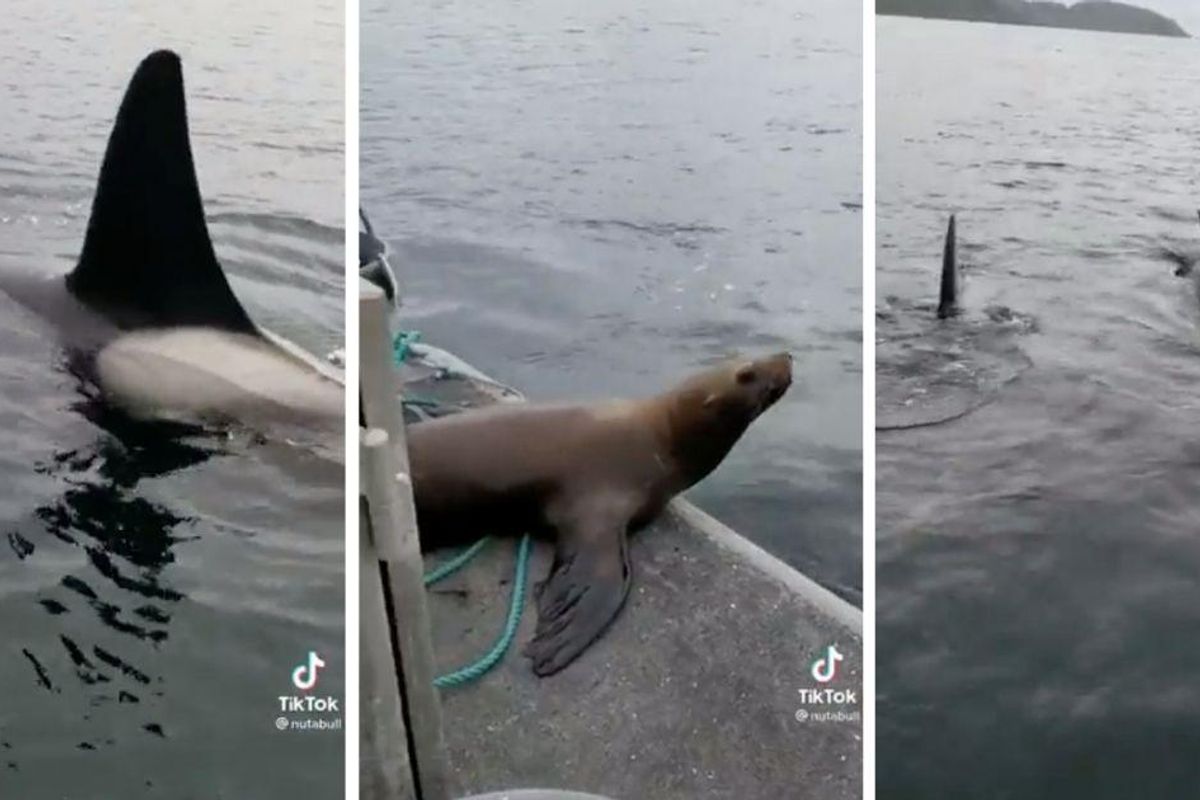 A sea lion jumped on a woman's boat to escape a group of orcas and the footage is wild