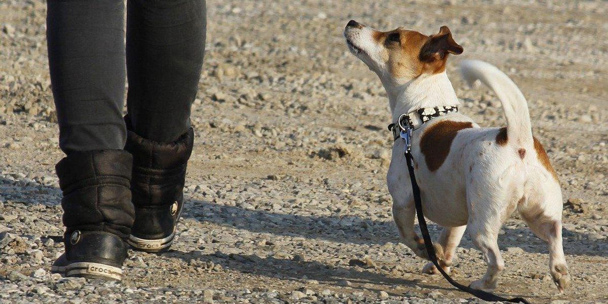 People Explain Which Behaviors They've Unintentionally Taught Their Pets