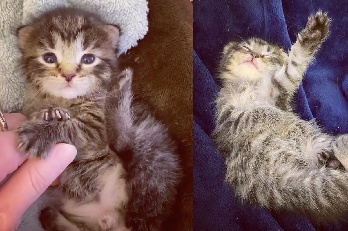 Kitten Rescued by Stunt Crew After They Searched Everywhere for Him, Now Living Full Life