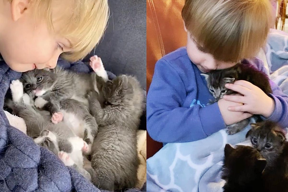 Kittens Find Cutest Little Caretaker Who Has Been with Cats Since He was Born