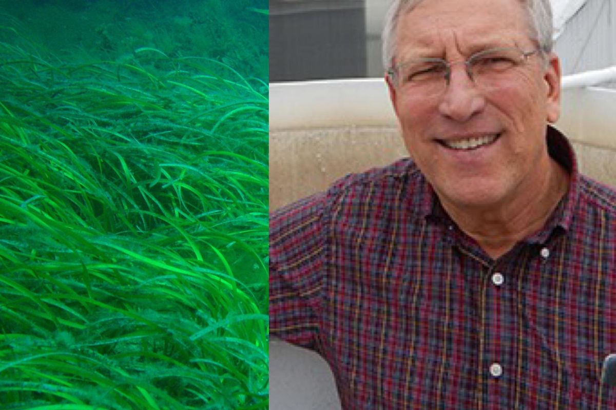 "Johnny Appleseed Of The Ocean" is fighting climate change by planting seagrass