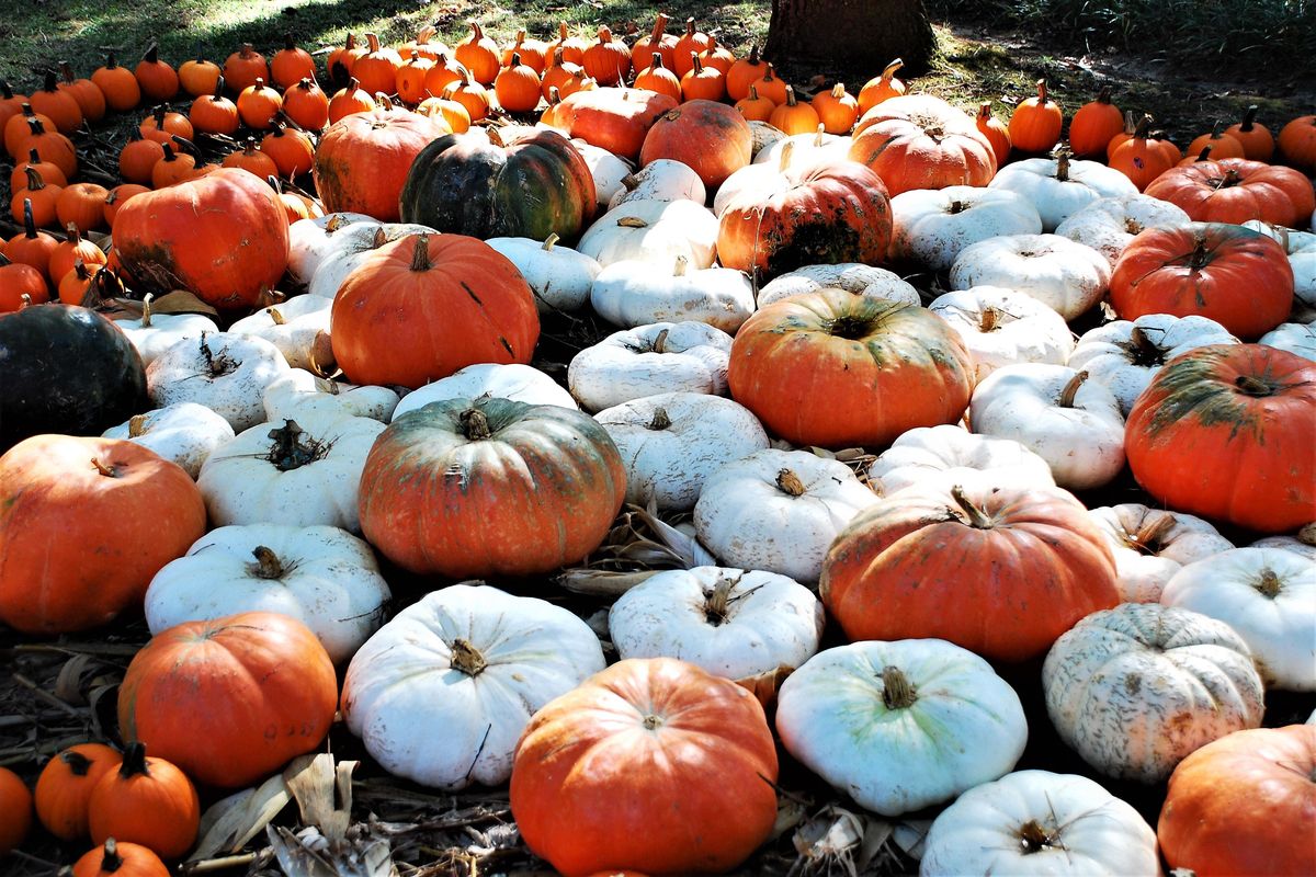 Get in the fall spirit with these 7 pumpkin patches around Austin