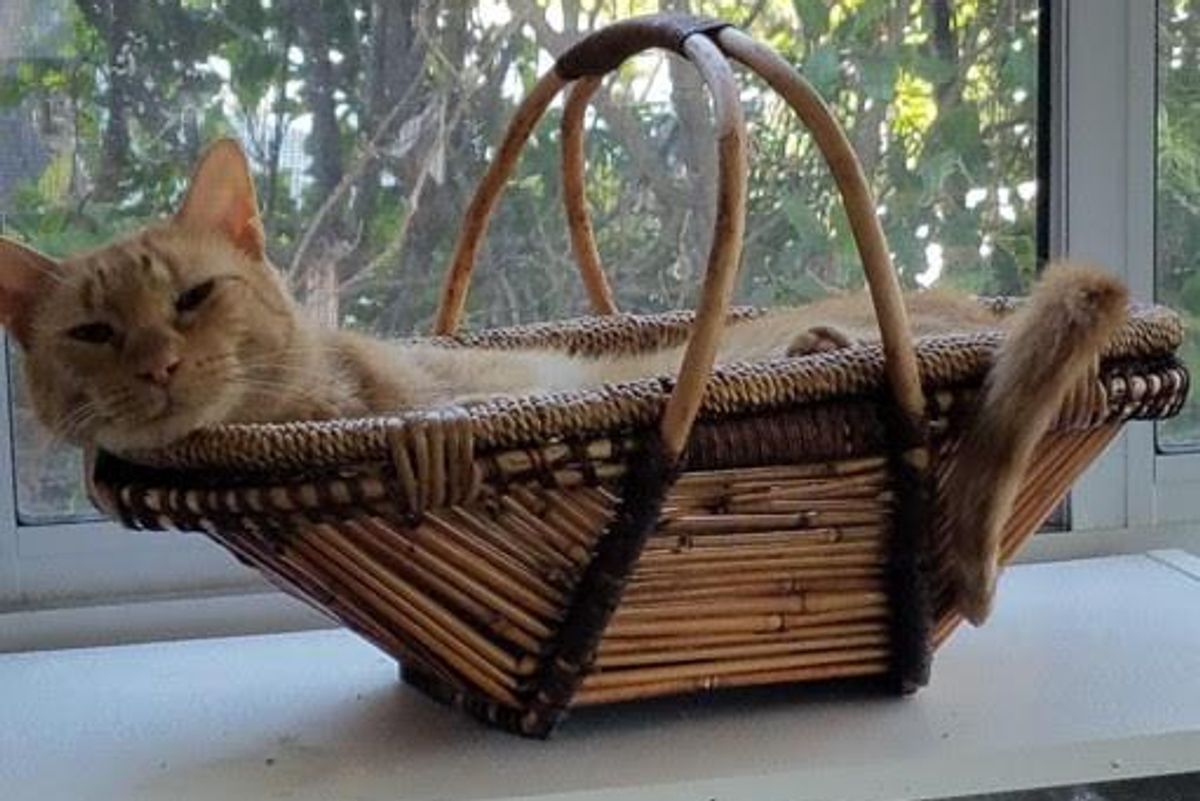 Adorable cat in a basket