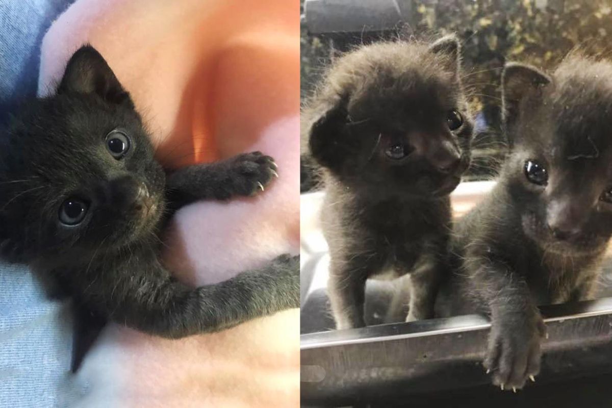 Kittens Turn a Corner as Unbreakable Duo after Being Found Outside a House, and Grow into Gorgeous Cats