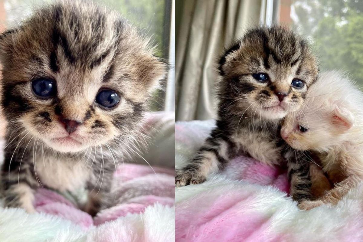 Kitten Looks Out for His Only Brother Everywhere They Go After Being Found Just in Time