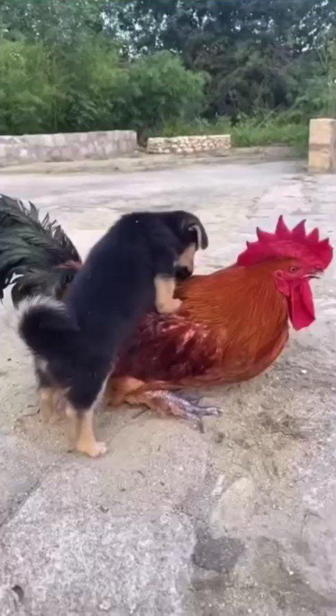 puppy riding chicken