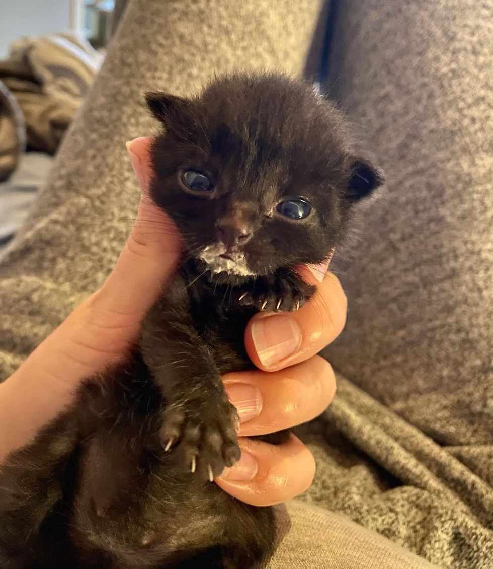 Cat Comes Over to Lone Kitten, Takes Him by the Paw and Raises Him