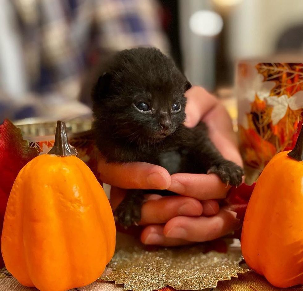 Cat Comes Over to Lone Kitten, Takes Him by the Paw and Raises Him