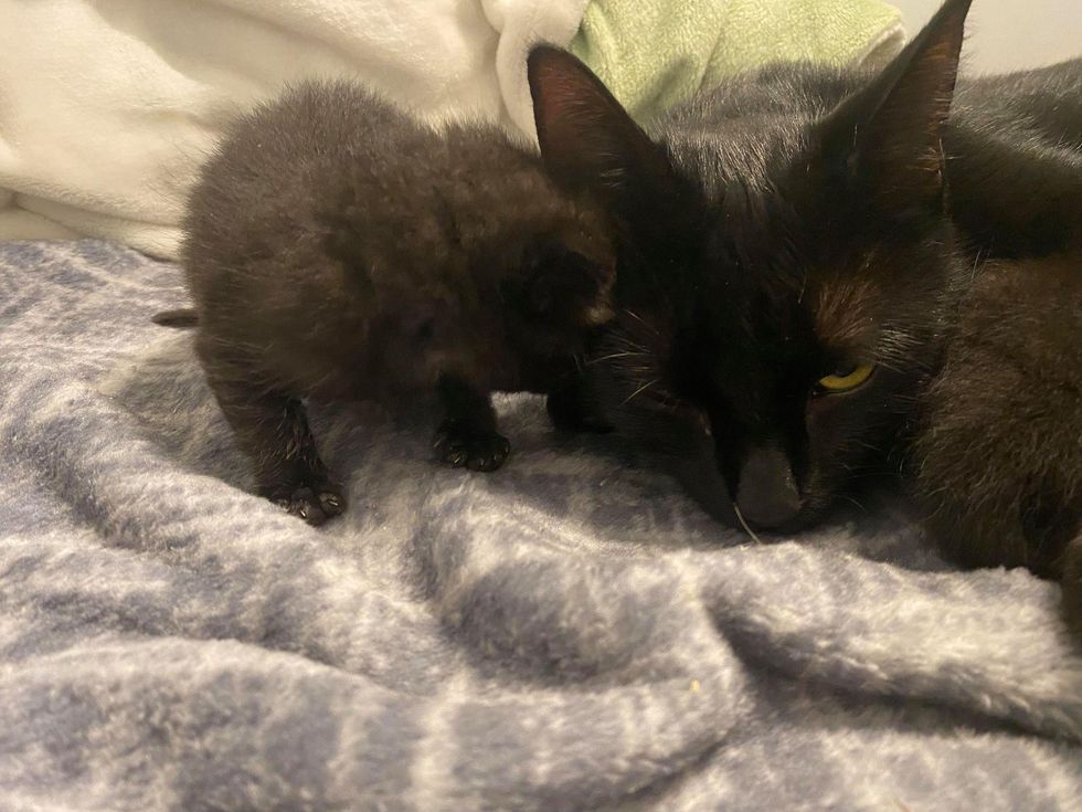 Cat Comes Over to Lone Kitten, Takes Him by the Paw and Raises Him
