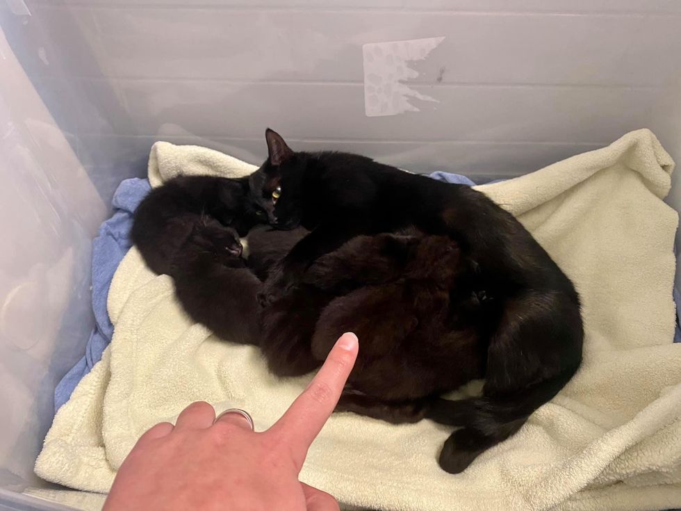 Cat Comes Over to Lone Kitten, Takes Him by the Paw and Raises Him