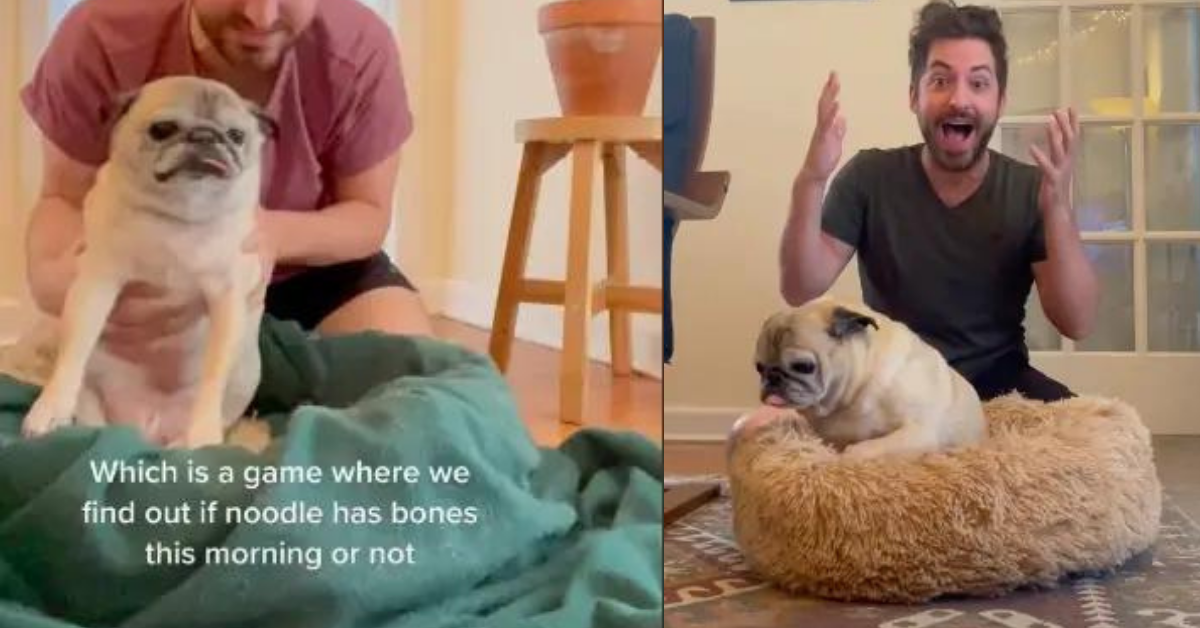 Guy Uses His Elderly Pug To Predict If It's A 'No Bones Day'—And It's Actually Adorably Genius