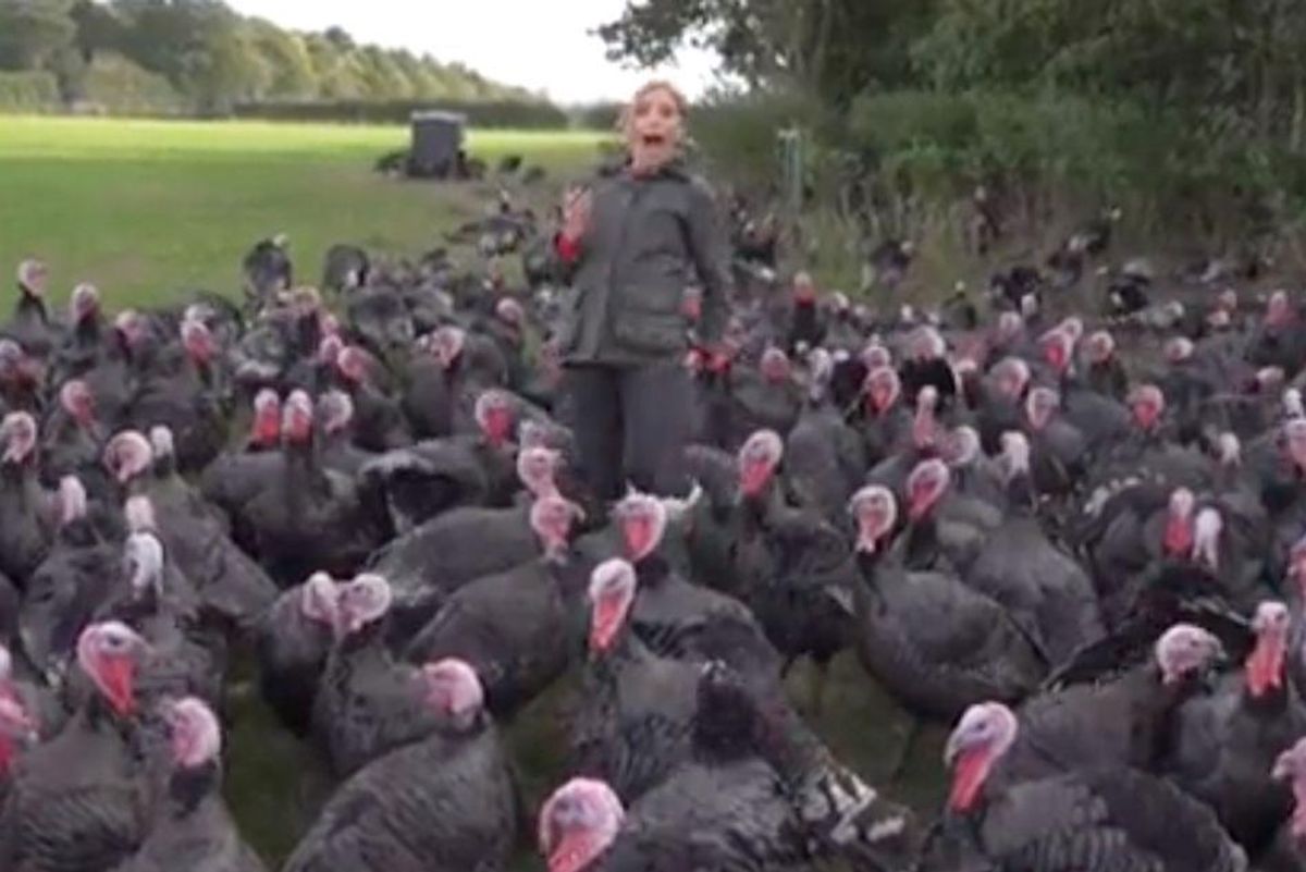 CNN, turkeys, funny
