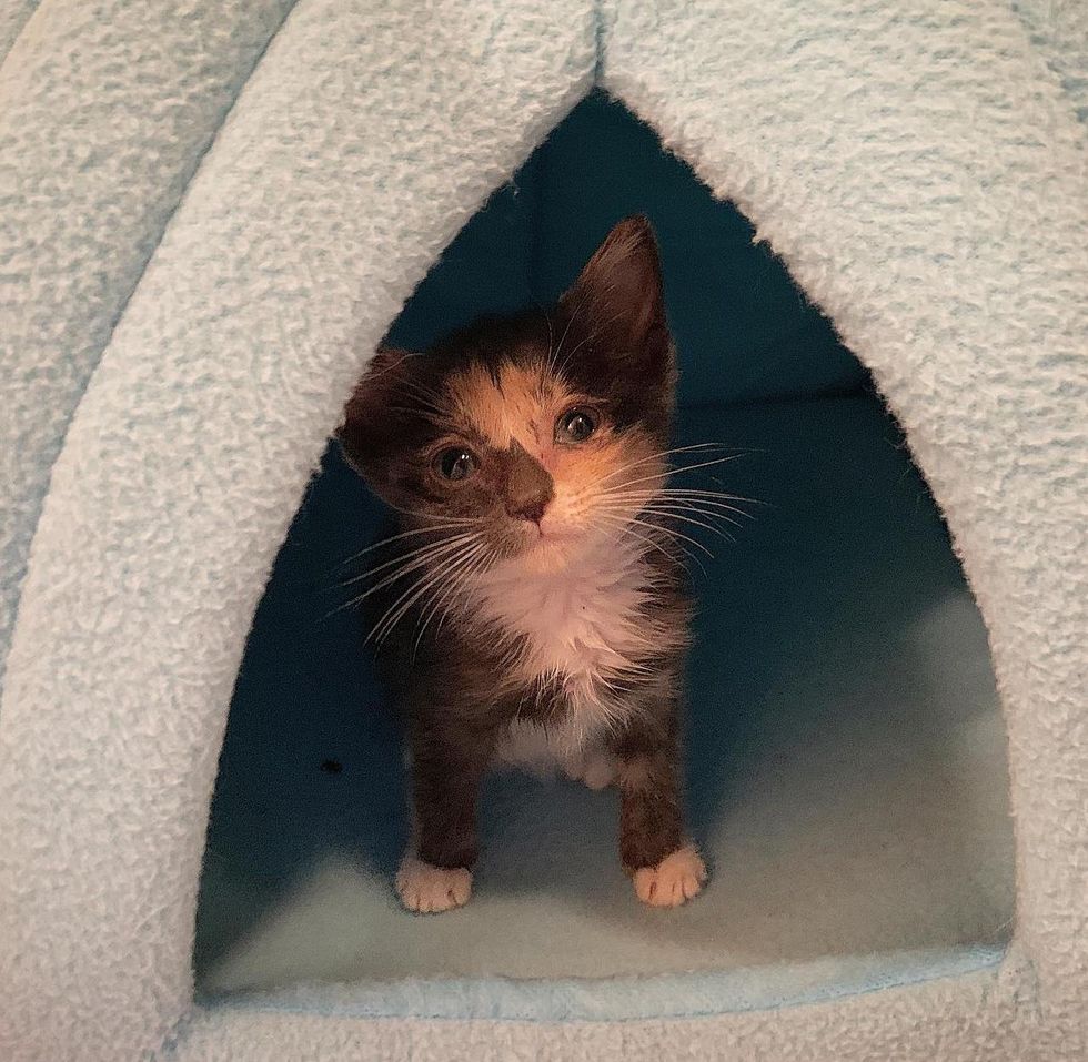 Kitten So Happy to Be Reunited with His Lost Littermate After He Got