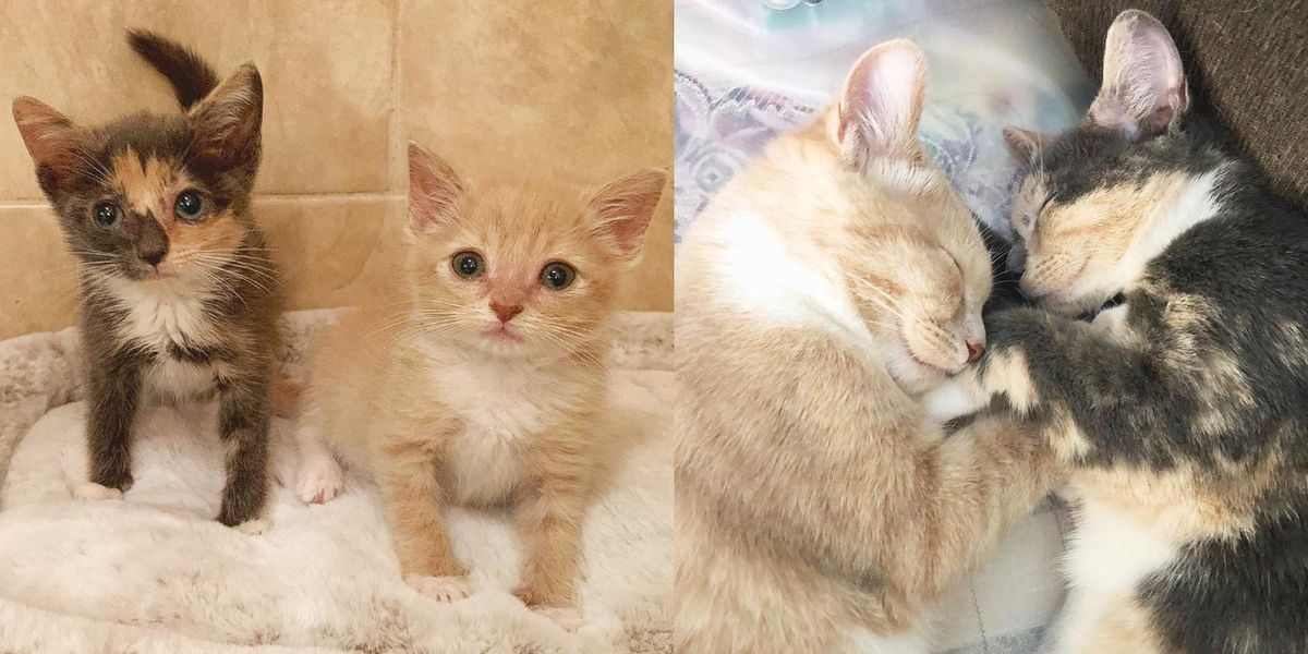 Kitten So Happy to Be Reunited with His Lost Littermate After He Got