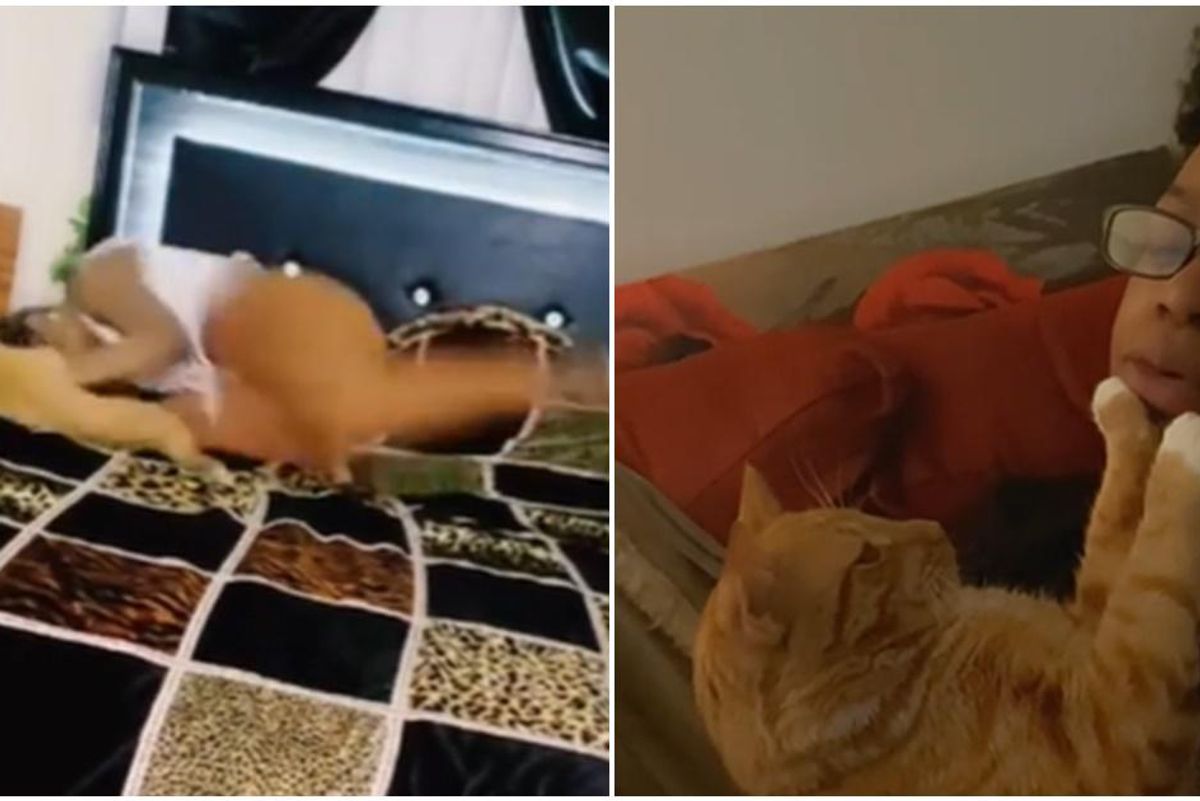 funny cat videos, licia and mega, play with cats