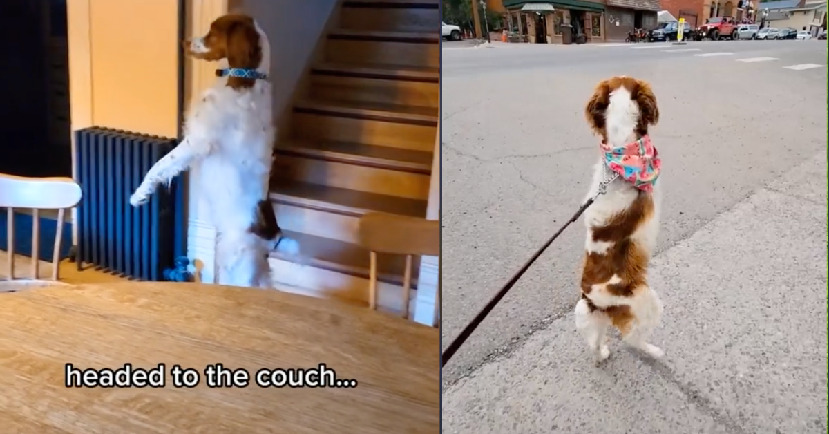 Dog Who Walks Upright Like A Human After Losing His Leg In An Accident Becomes TikTok Sensation