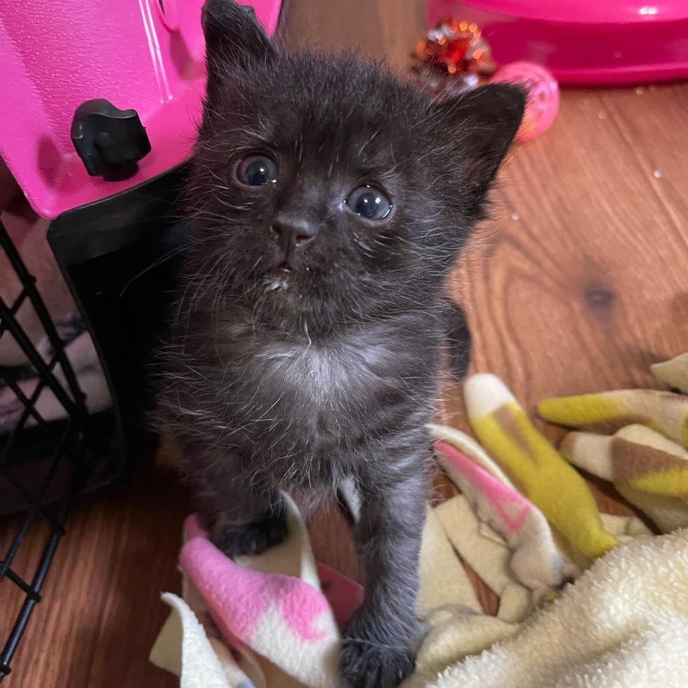 Kitten Comes With Little White Beard That Gradually Disappears As She 