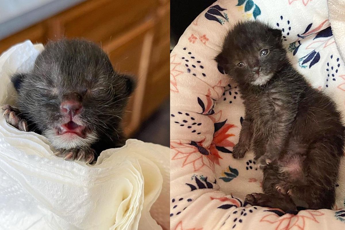 Kitten Comes with Little White Beard that Gradually Disappears As She Gets Back on Her Feet