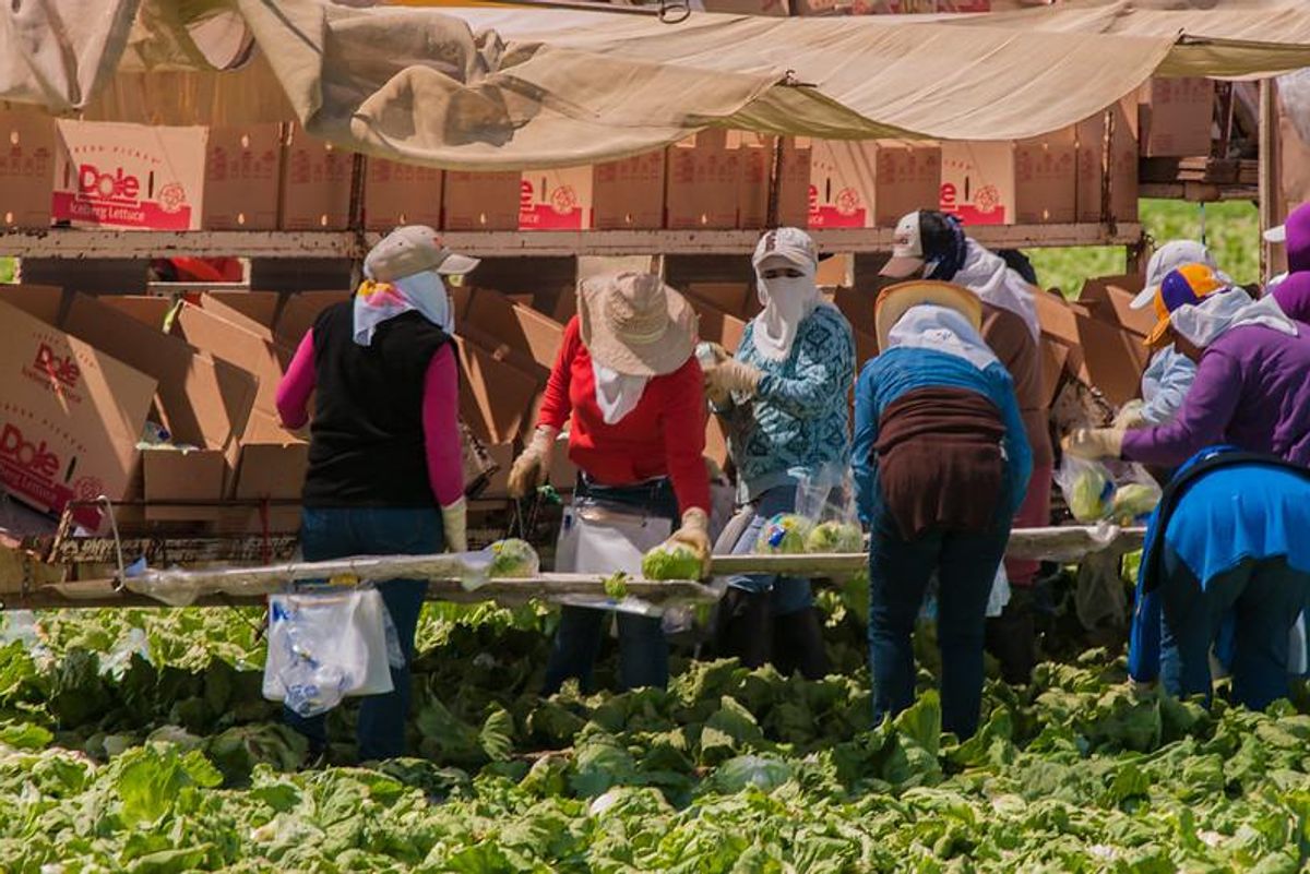 Nice Time: California Lettuce Workers Are Vaccinated AF