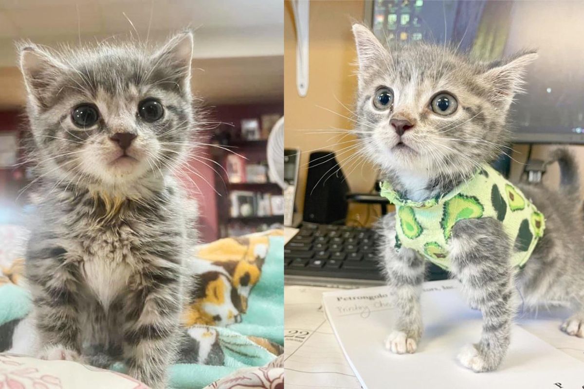 Kitten Wears Cute Sock Shirts to Protect His Chest and Runs Around Like a Champ
