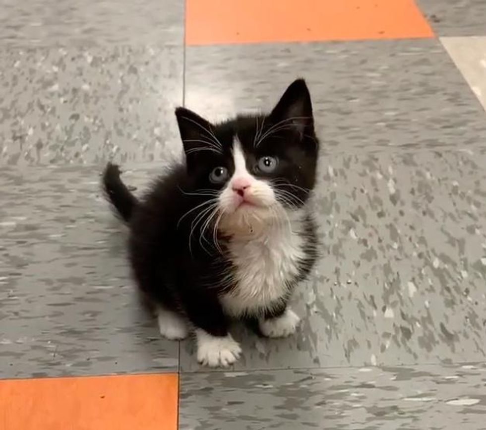 Wobbly Kitten Bobs His Head, Runs Around Endearingly and So Happy to Be ...