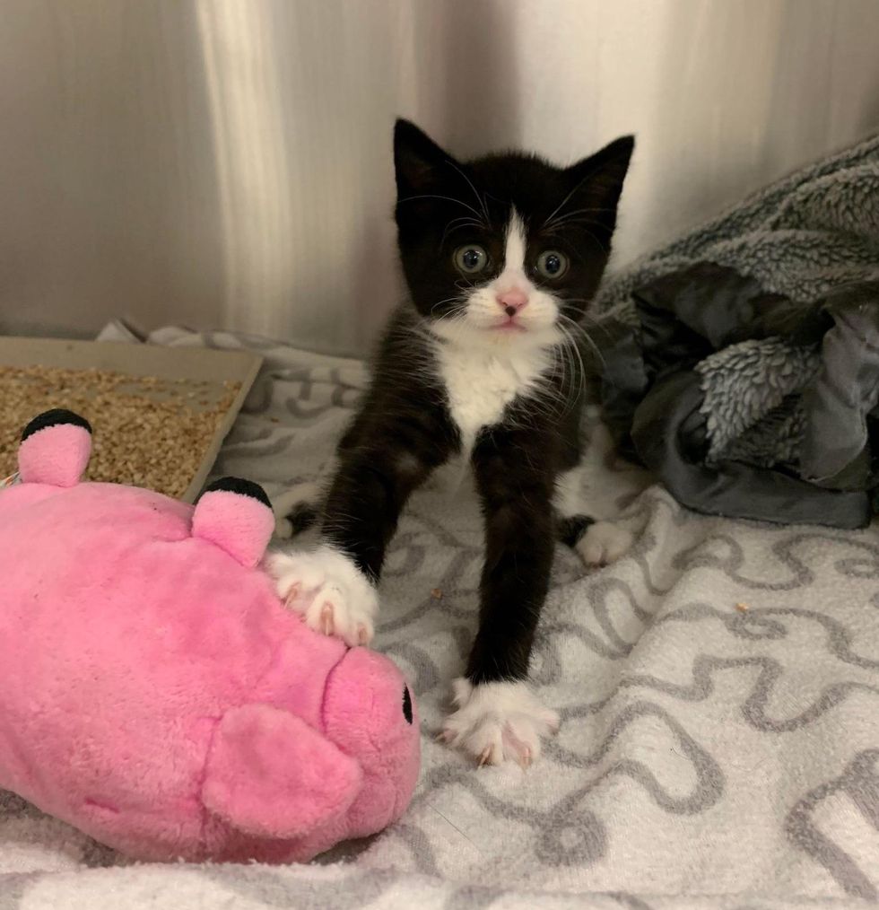 Wobbly Kitten Bobs His Head, Runs Around Endearingly and So Happy to Be