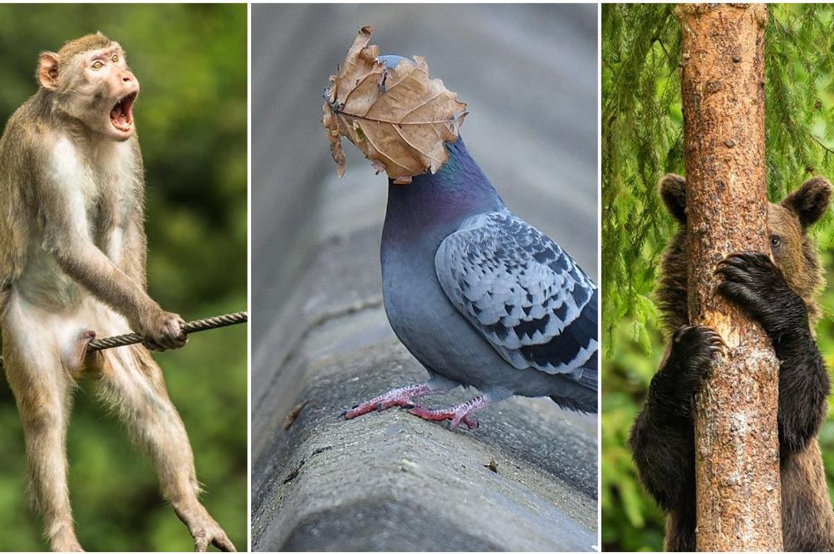 funny animal photos, comedy wildlife, wildlife photography