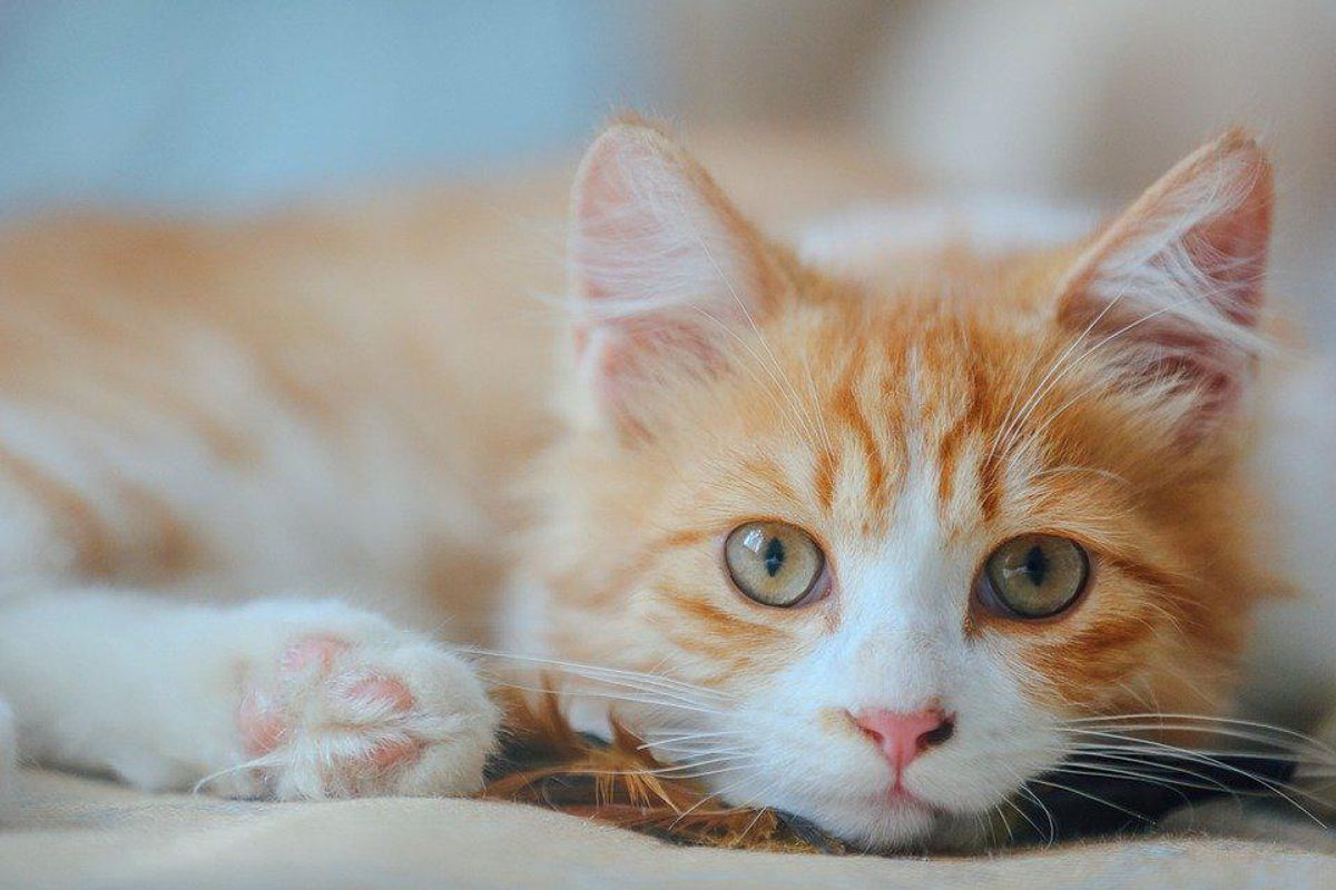 What If Jen Psaki Were This Orange Cat?