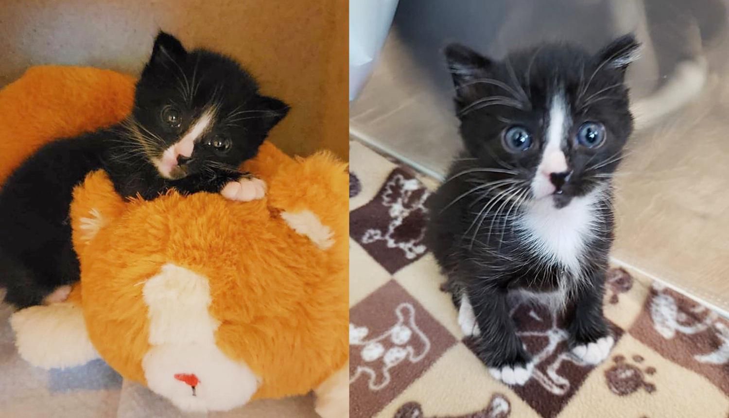 Kitten Found Stuck in a Wall for 2 Days Decides She Will Never Be Alone