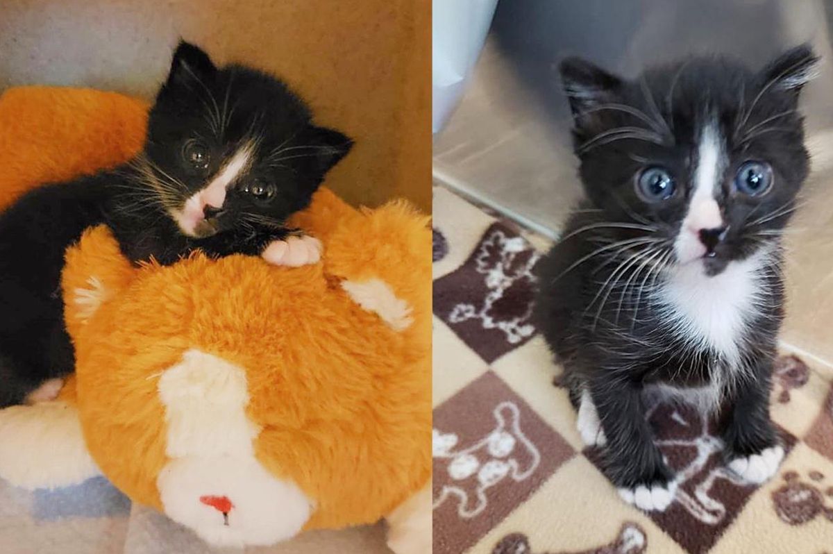 Kitten Found Stuck in a Wall for 2 Days Decides She Will Never Be Alone Again