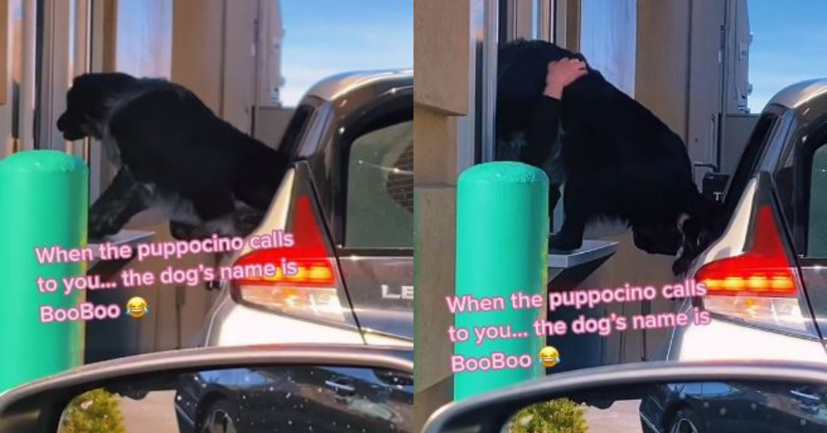 Video Of Dog Climbing Out Of Car And Into Starbucks Drive-Thru Window Sparks Safety Debate