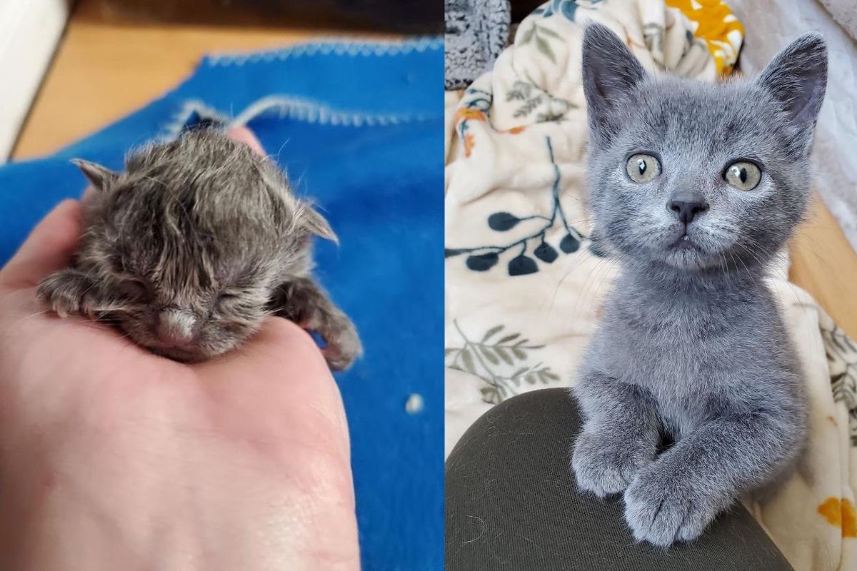 Kitten Defies All Odds Against Rare Heart Condition, a True Fighter and Miracle on 4 Paws