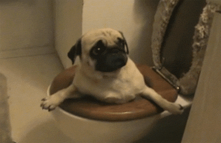 Don't Let Your Dog Follow You To The Bathroom. Here Is What It Means! Tabs, Mon., Nov. 22, 2021
