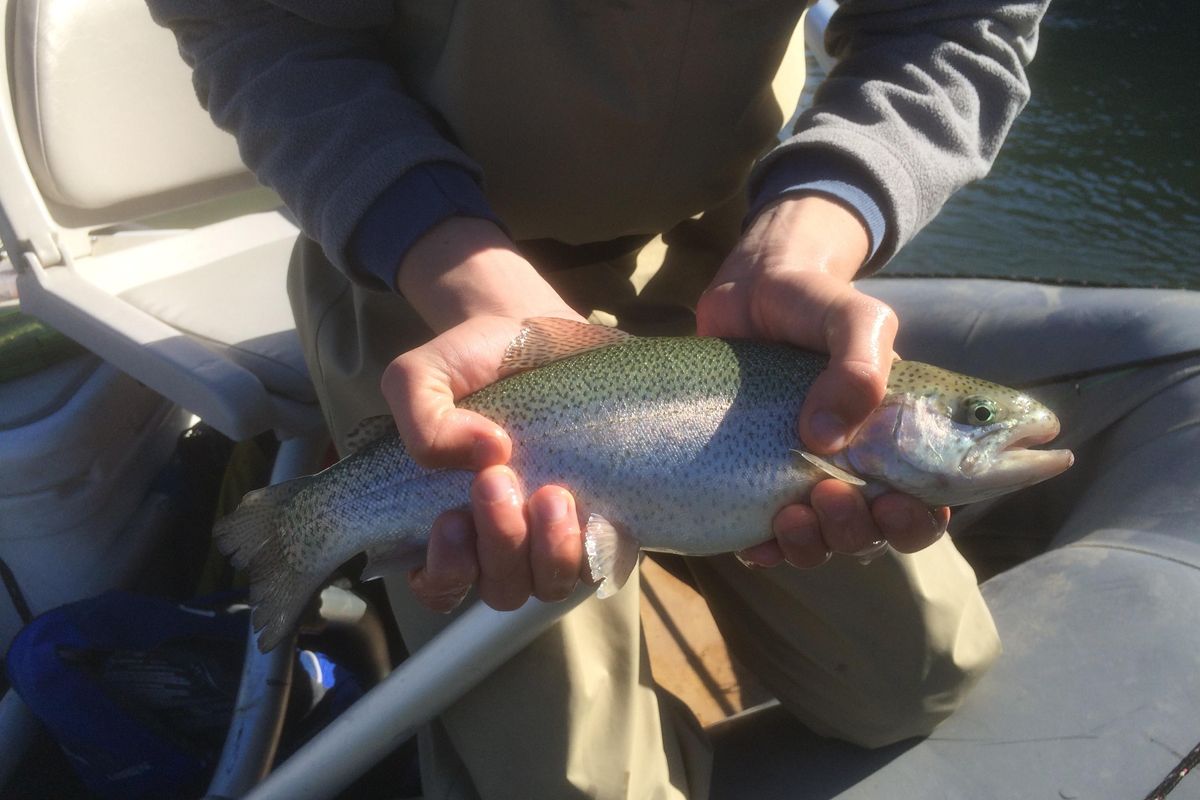 Guadalupe River expands trout fishing bank access just in time for stocking season