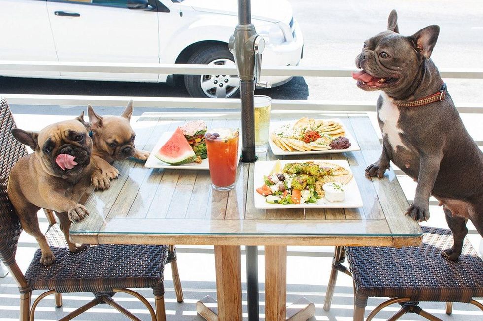 why dogs should be allowed in restaurants