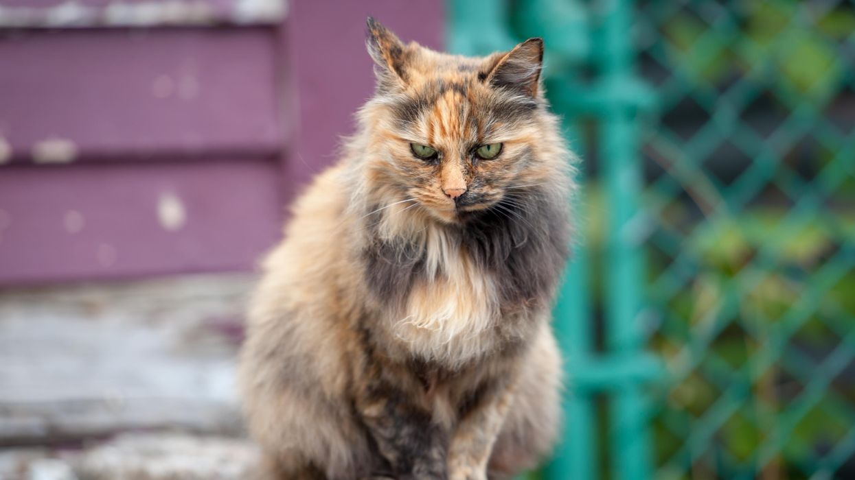 New research shows most cats are psychopaths, but cat owners already knew that