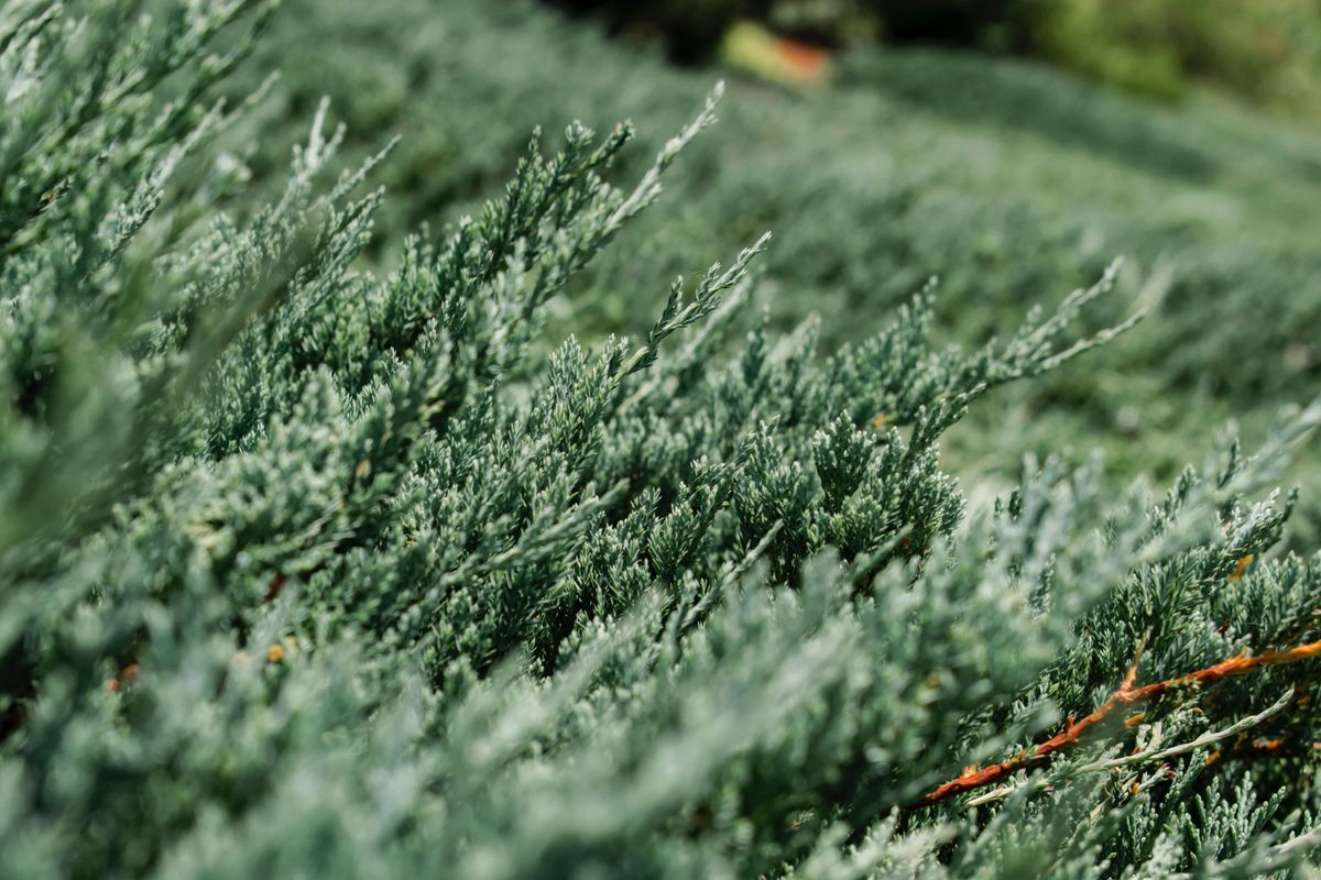 Cedar Fever's arrived: How to treat it and tell it apart from COVID-19