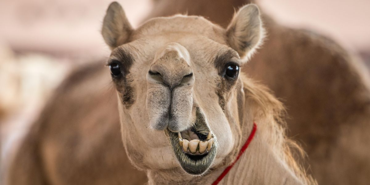 Beauty Pageant Camels Caught Injecting Botox