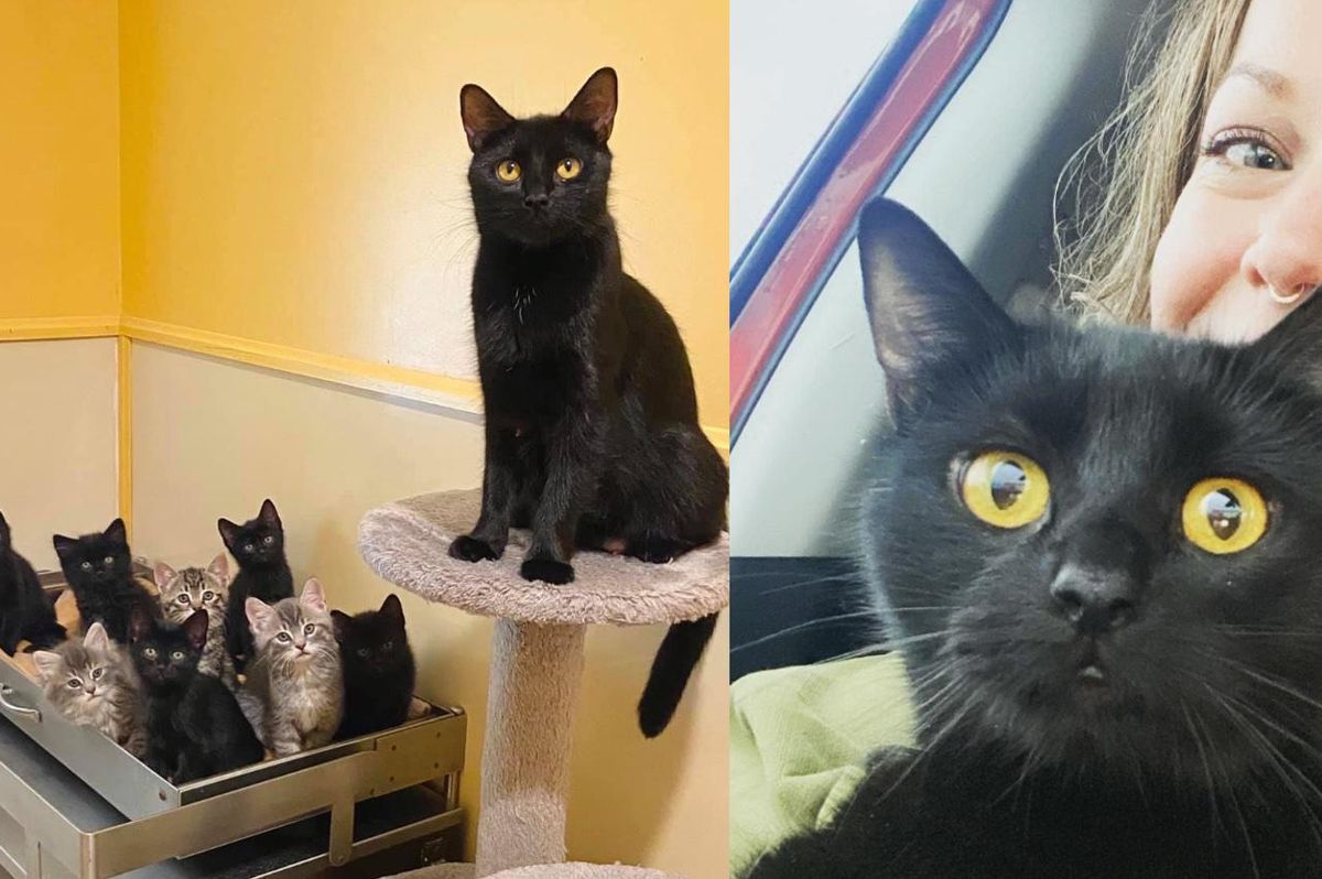 Woman Adopts a Kitten and Returns to Shelter for Her Cat Mother Who Has Been There for 6 Months
