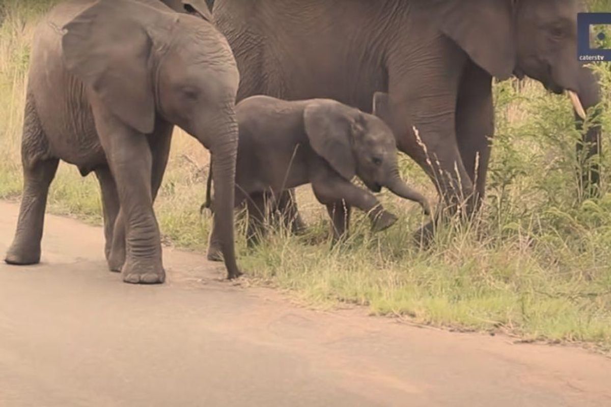 elephants