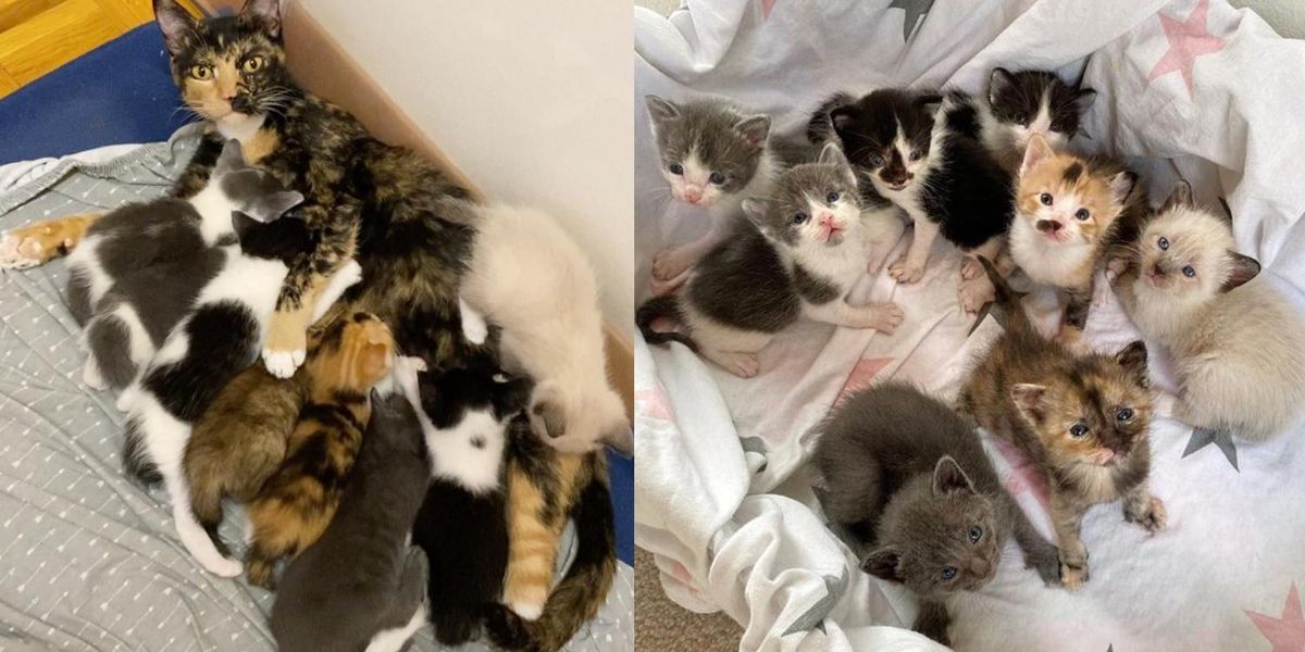 Cat Gets Her 8 Kittens Inside a Home After Spending Her Whole Life