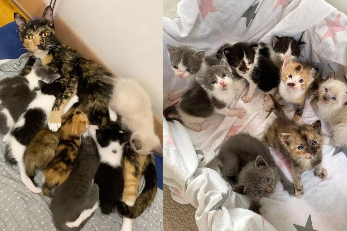 Cat Gets Her 8 Kittens Inside a Home After Spending Her Whole Life Outdoors